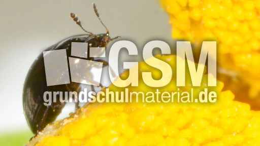 Glattkäfer (Olibrus millefolii)_2.jpg